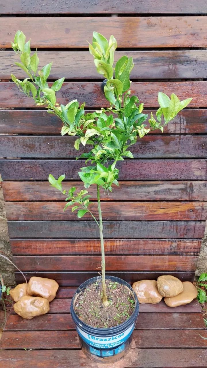 Muda de Mexerica - Foto 2