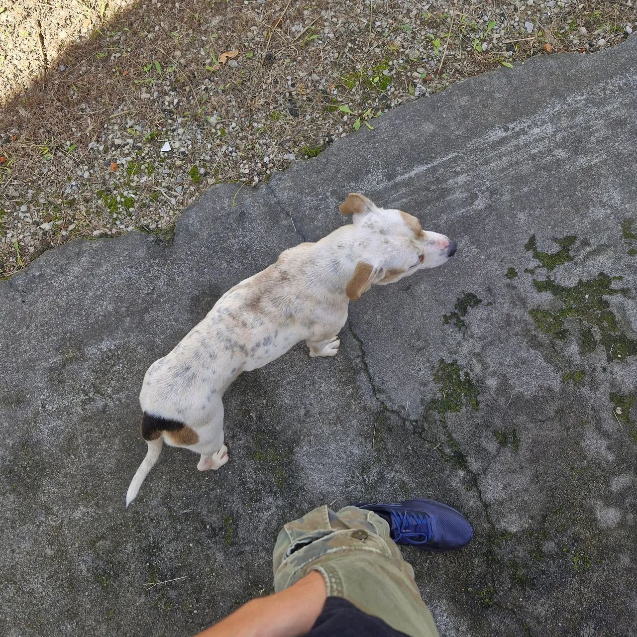 Adoção cachorro - Foto 2