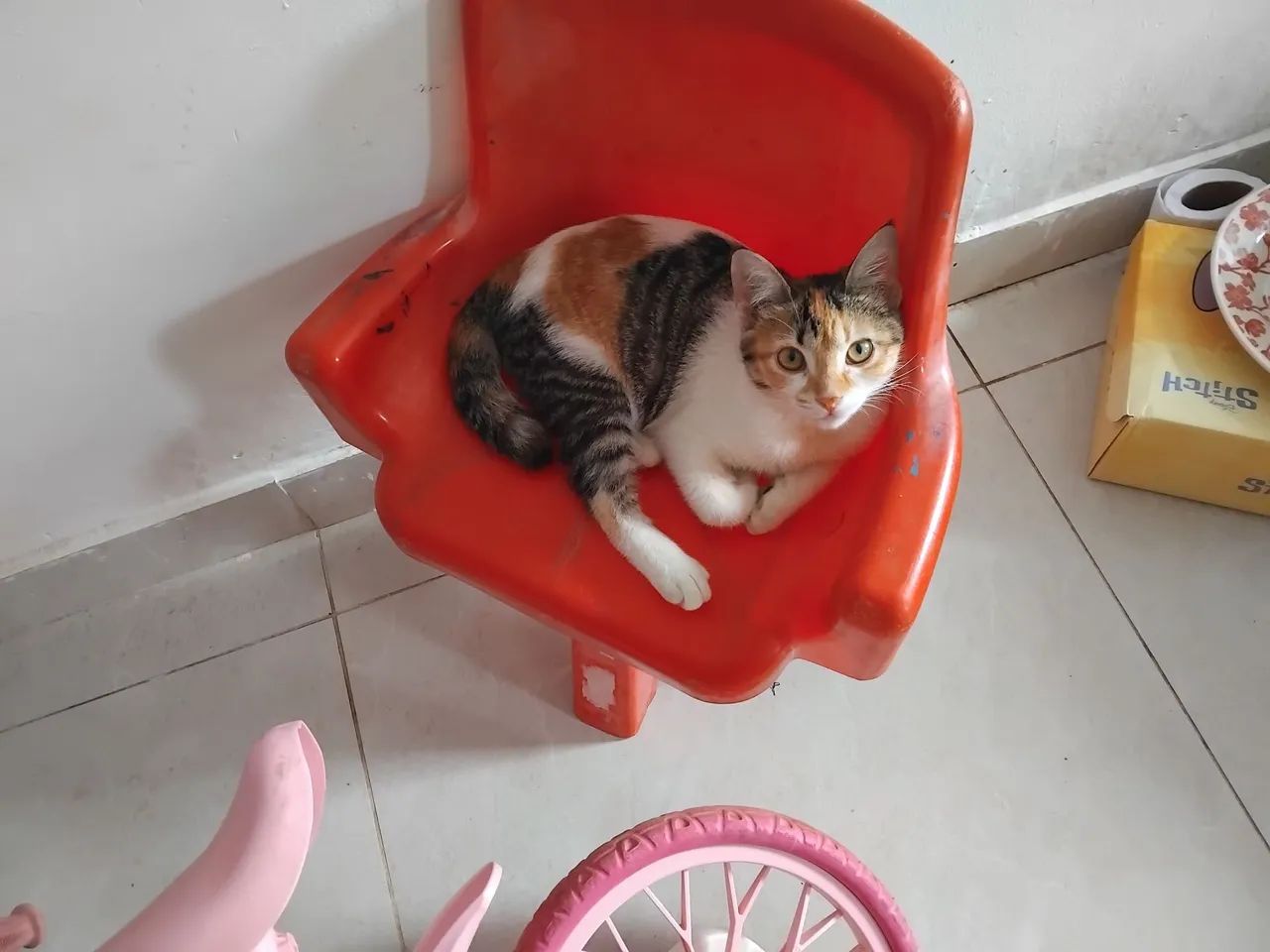 Gatinha para doação  - Foto 3