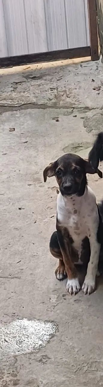 Cadela de 2 meses para adoção