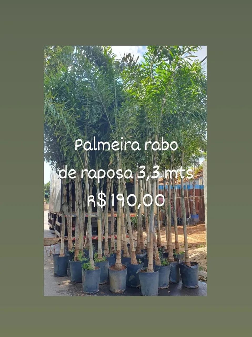 PALMEIRA RABO DE RAPOSA 3,3 MTS