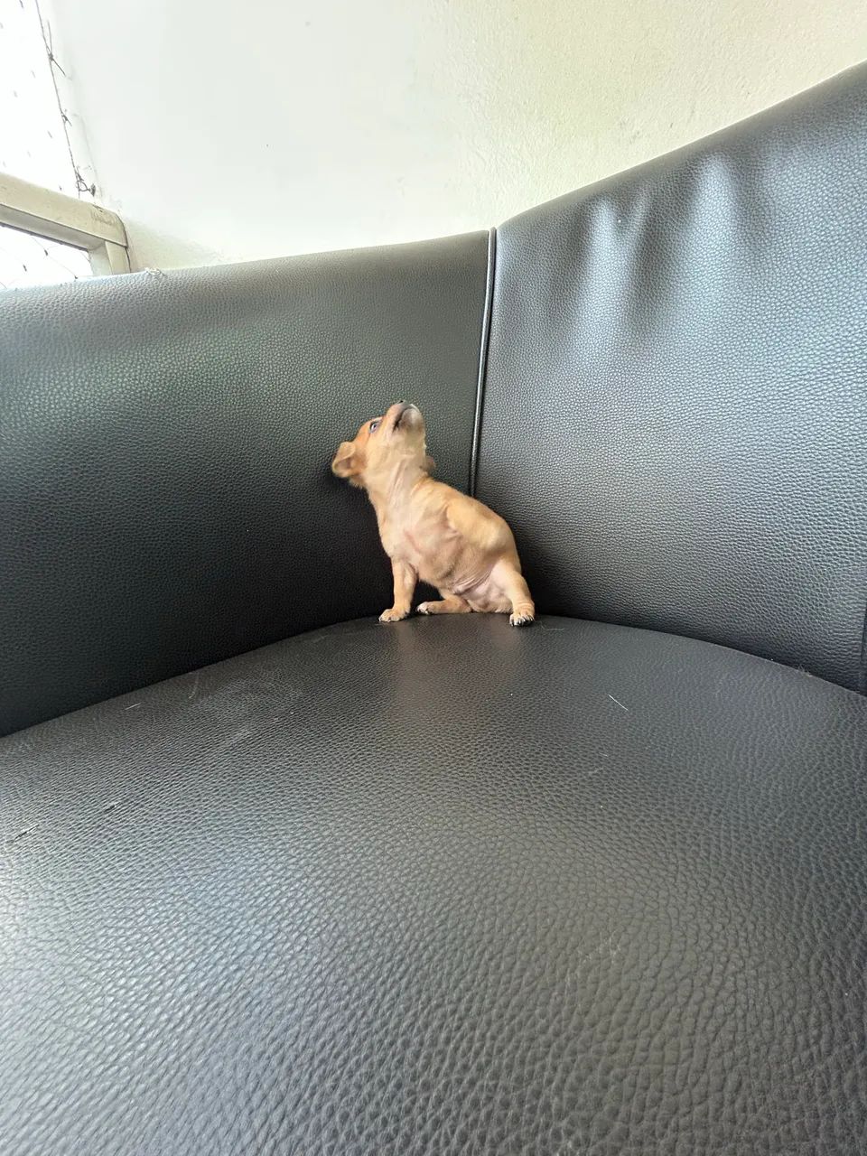 Pinscher zero - Foto 4