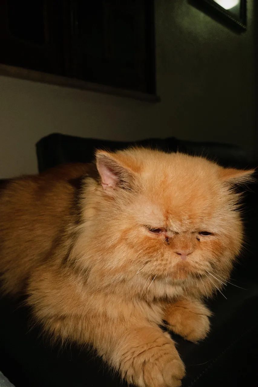 GATO PERSA PURO PARA CRUZAMENTO. - Foto 3