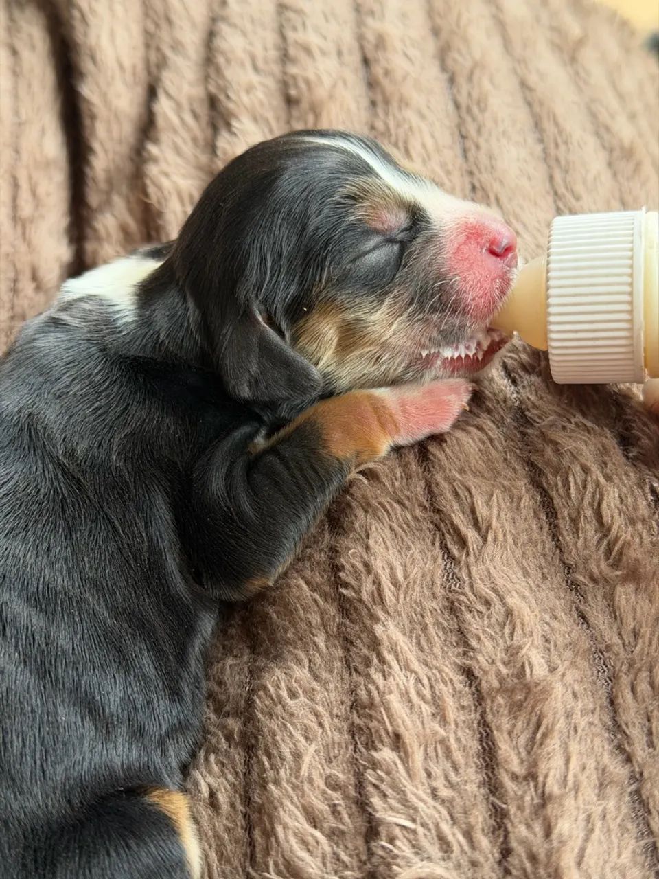 ÚLTIMO COCKER SPANIEL TRICOLOR MACHO - Foto 3