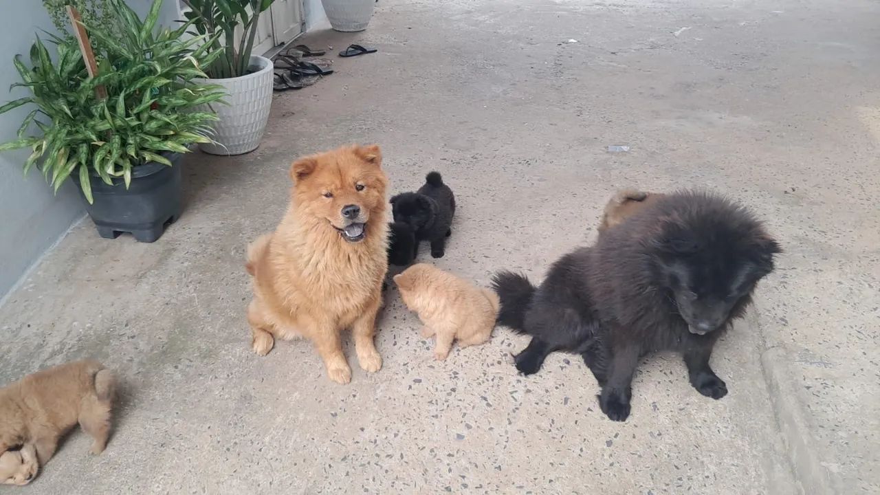 Vendo filhotes de chow chow - Foto 4