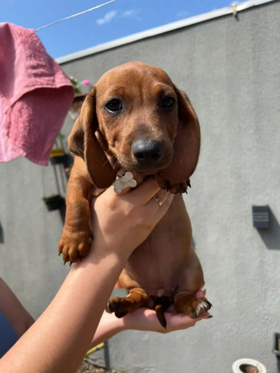 Filhotes Dachshund  - Foto 3