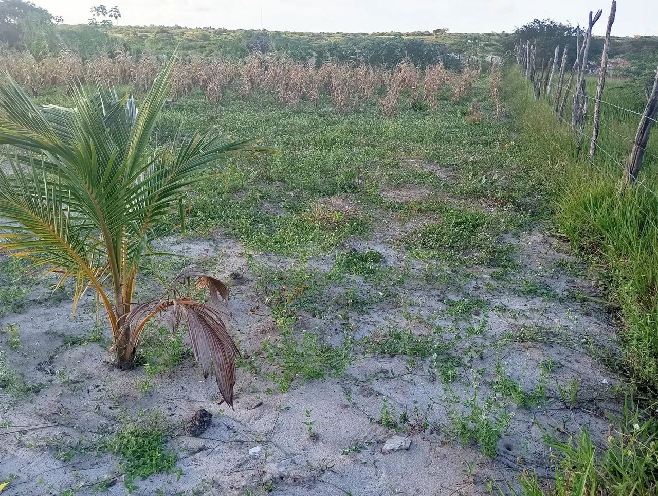 Terreno em extremoz  - Foto 2