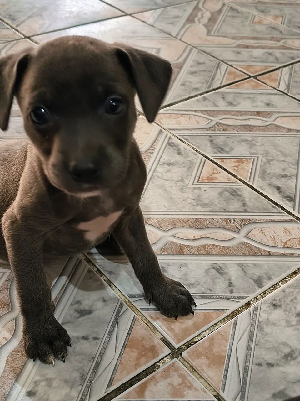 Filhote poodle com Pitbull - últimos - Foto 3