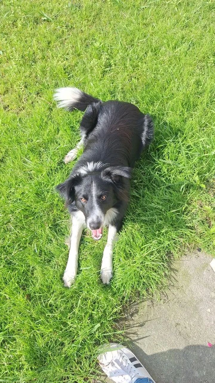 Filhotes de Border Collie - Foto 3