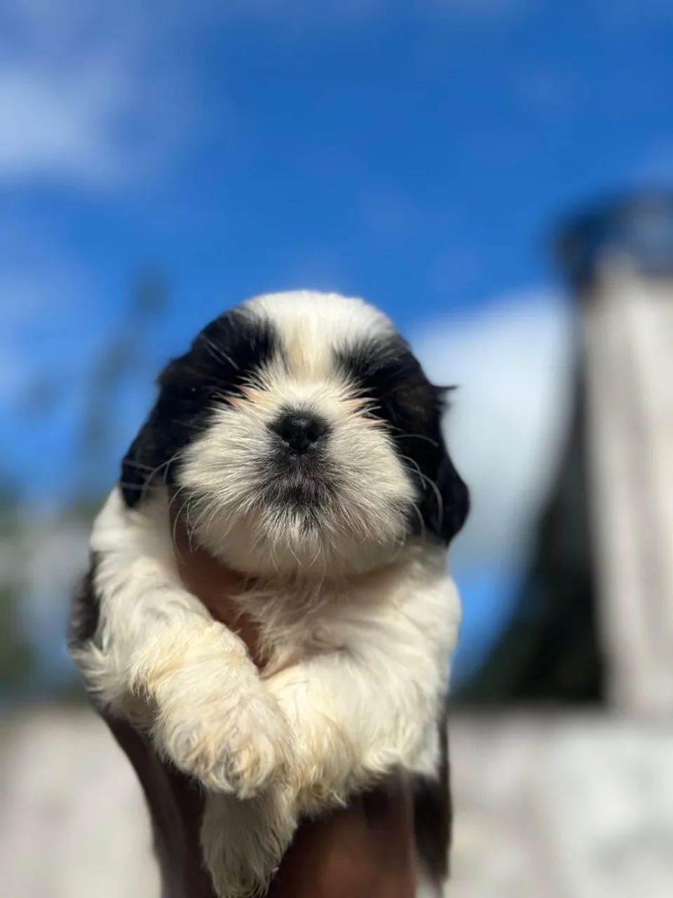 Shih Tzu - FILHOTES - Foto 5