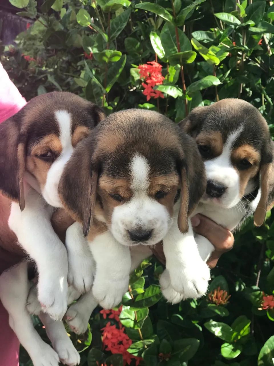 Beagle 13 polegadas com. Pedigree disponíveis  para venda . - Foto 3