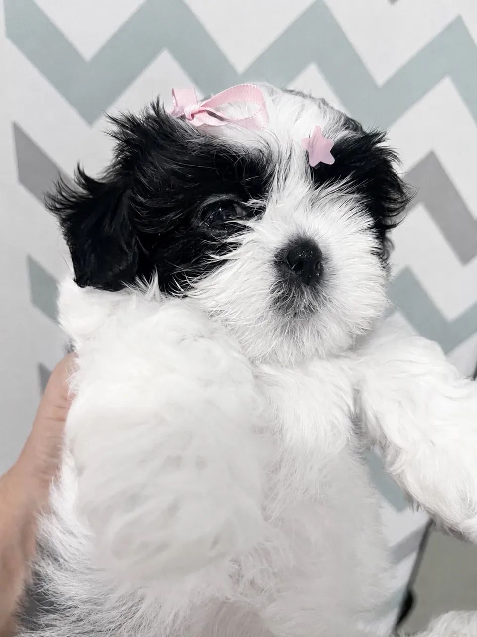 Shih tzu