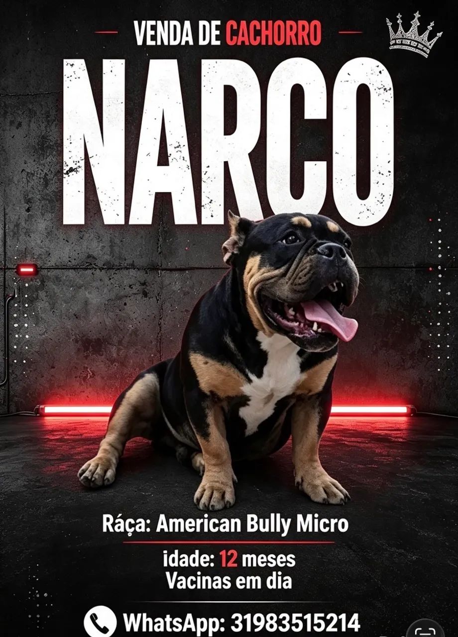 American bully 