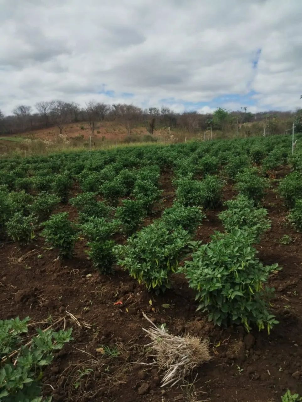 Verduras - Foto 3