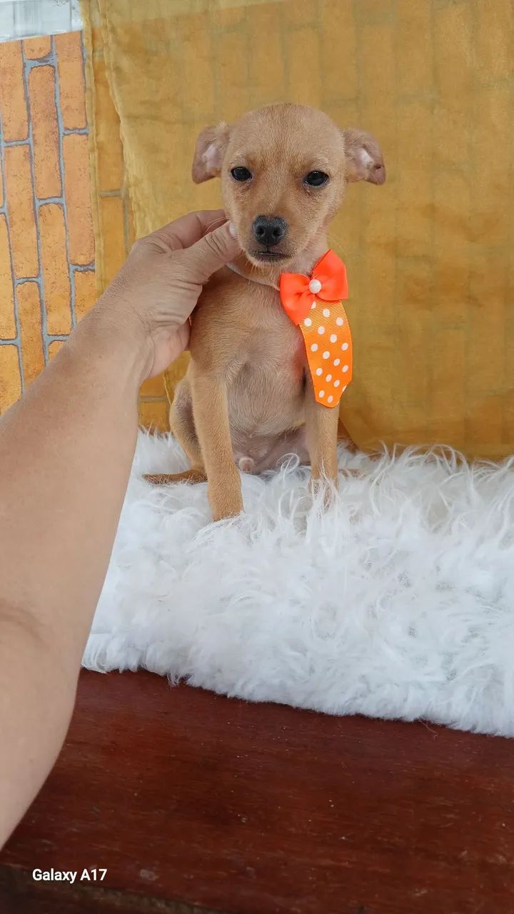 Pinscher macho  - Foto 2