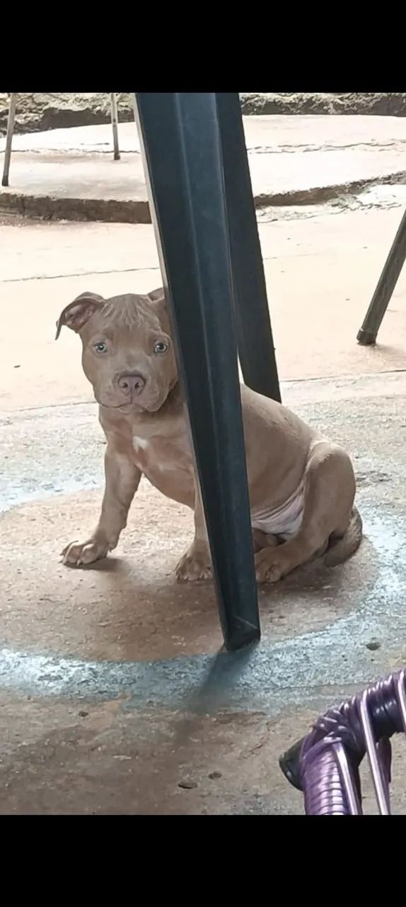 American bully macho - Foto 3