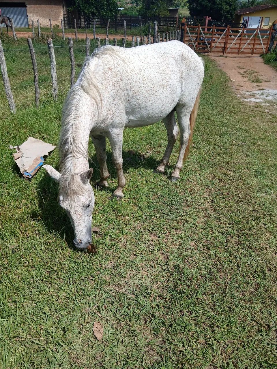 Vendo cavalo mestiço de manga larga.