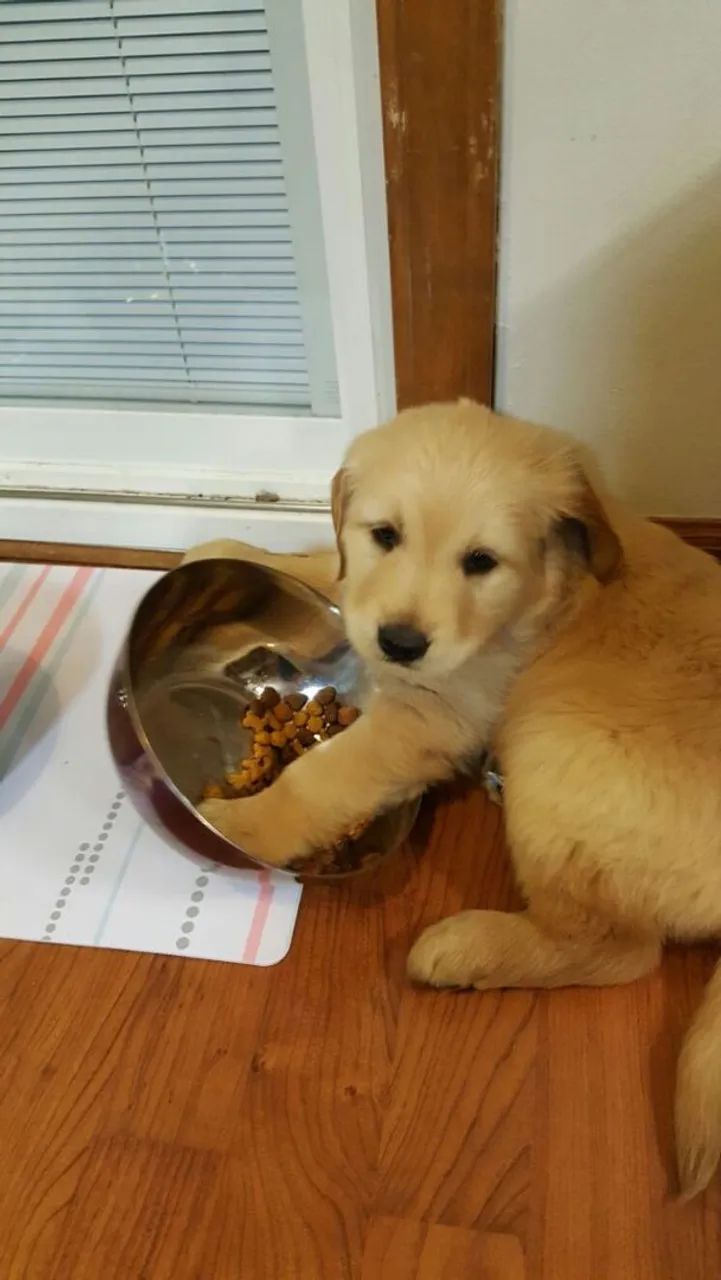 Golden 