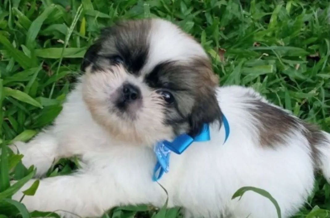 Shitzu bebê mini em até 12x - Foto 4
