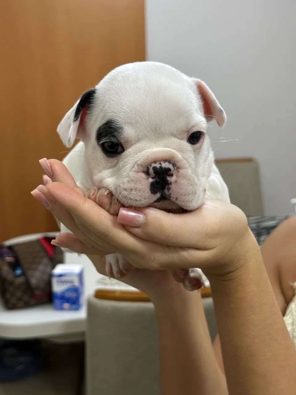 Buldogue francês 