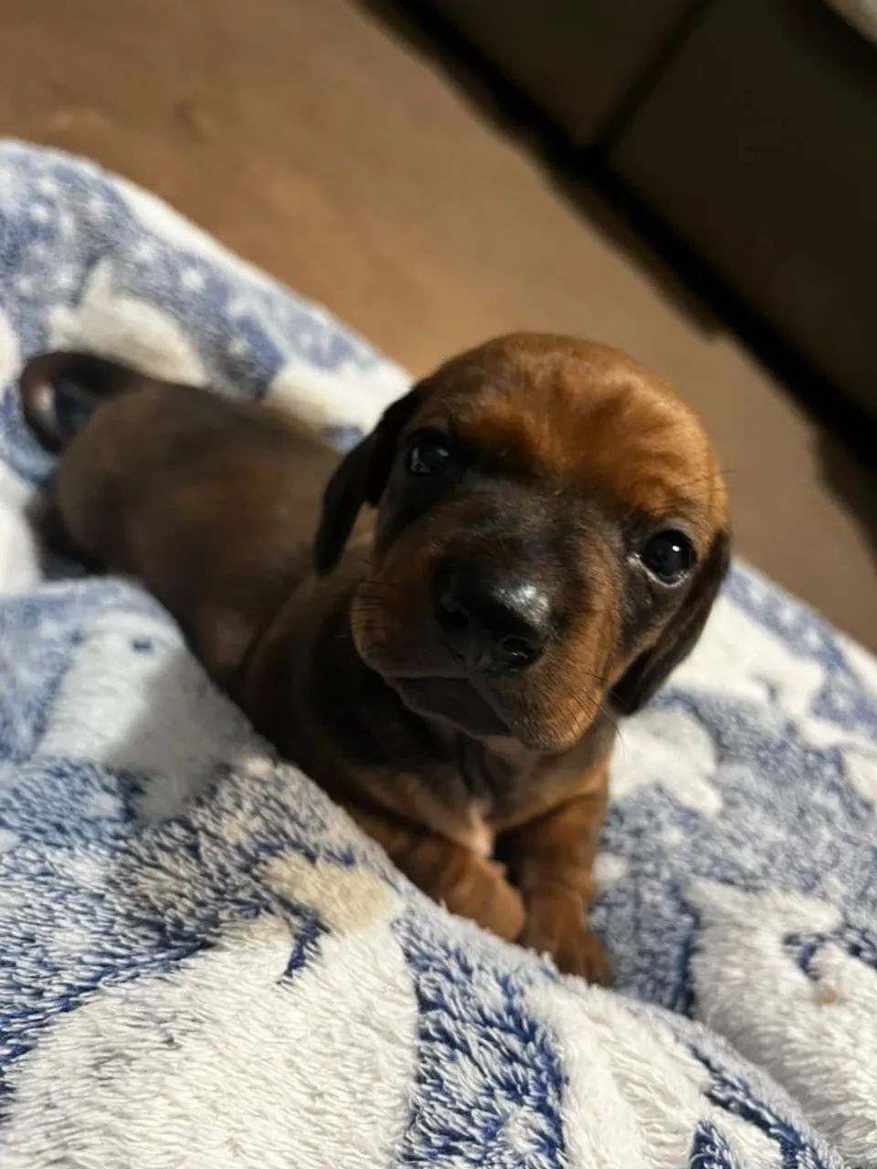 Dachshund  - Foto 4