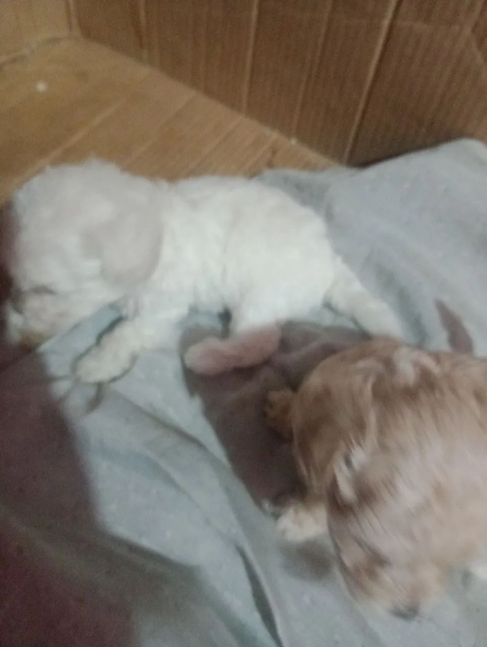 Poodle toy  - Foto 3