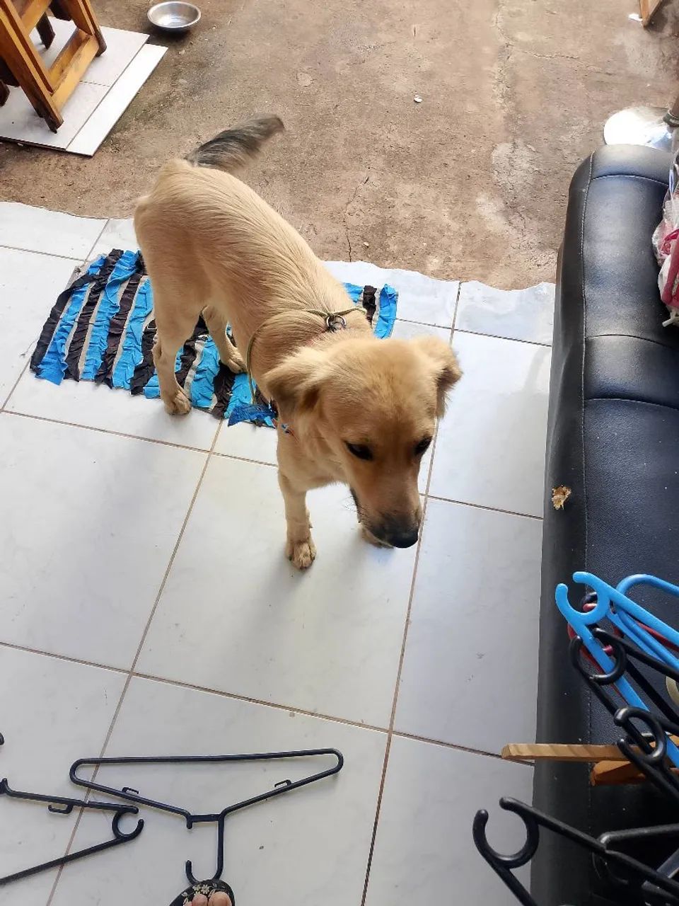 Doação de casal de cães  - Foto 2