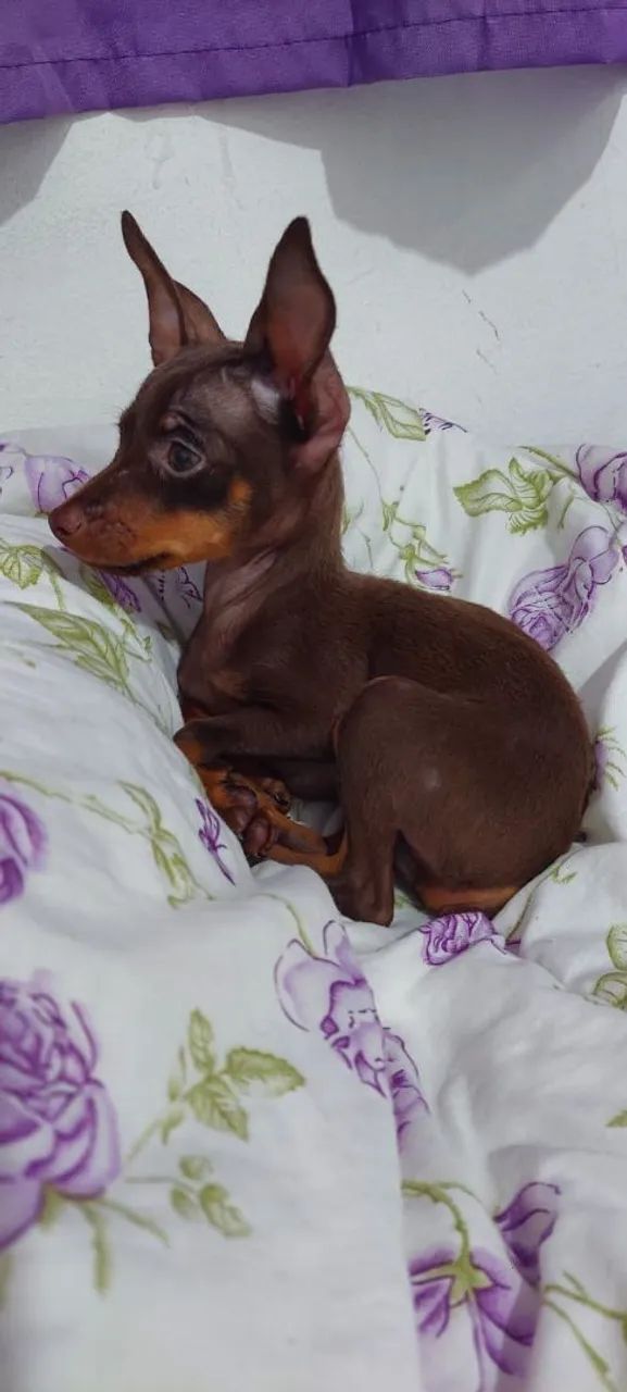 Pinscher zero macho  - Foto 2