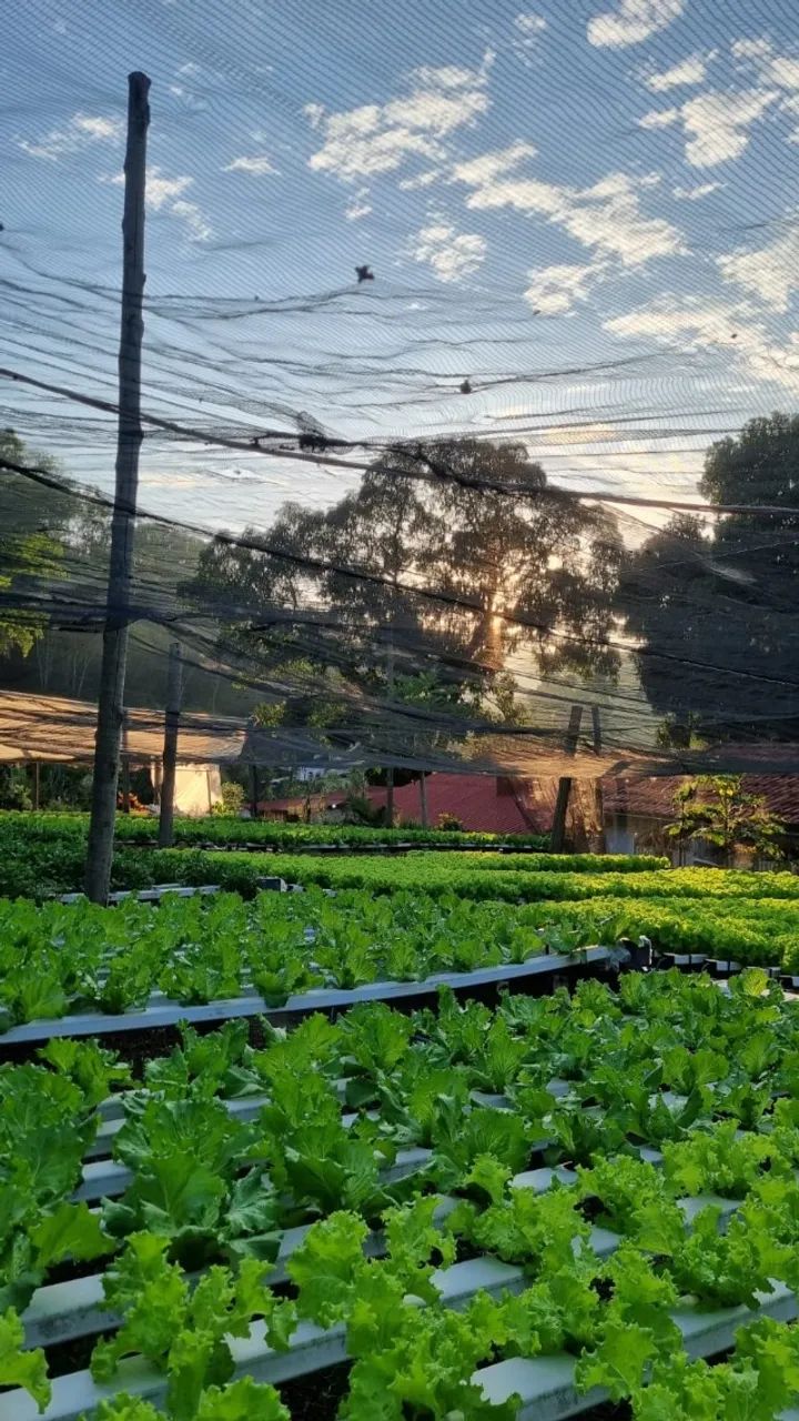 Perfis de Hidroponia Hidrogood | 800m² + Berçário | Oportunidade - Foto 4