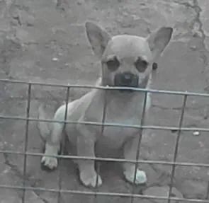 Chihuahua 