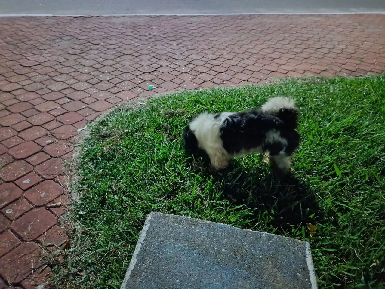 Vendo cachorro adulto raça Shitzu com 6 anos mais chamado de floquinho