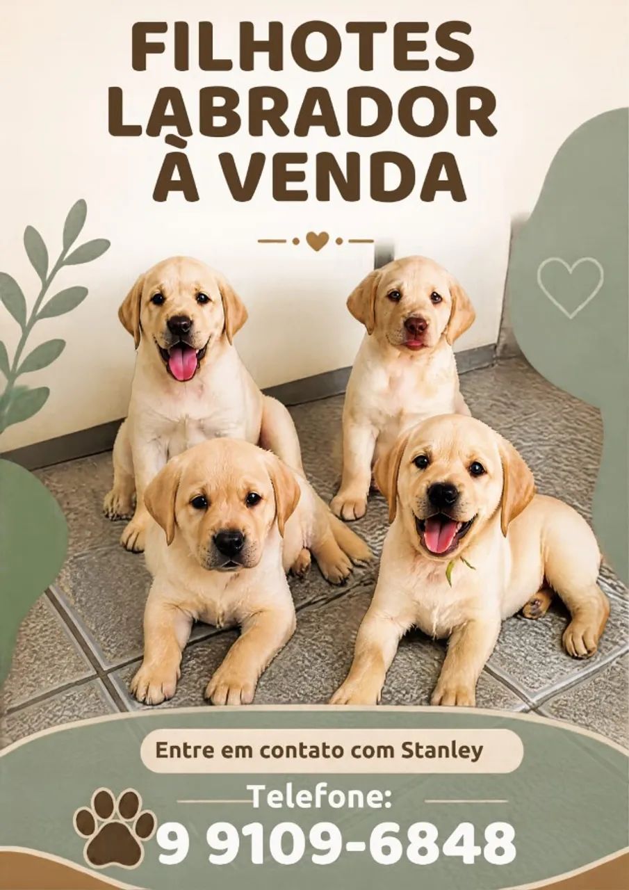 Filhotes de Labrador