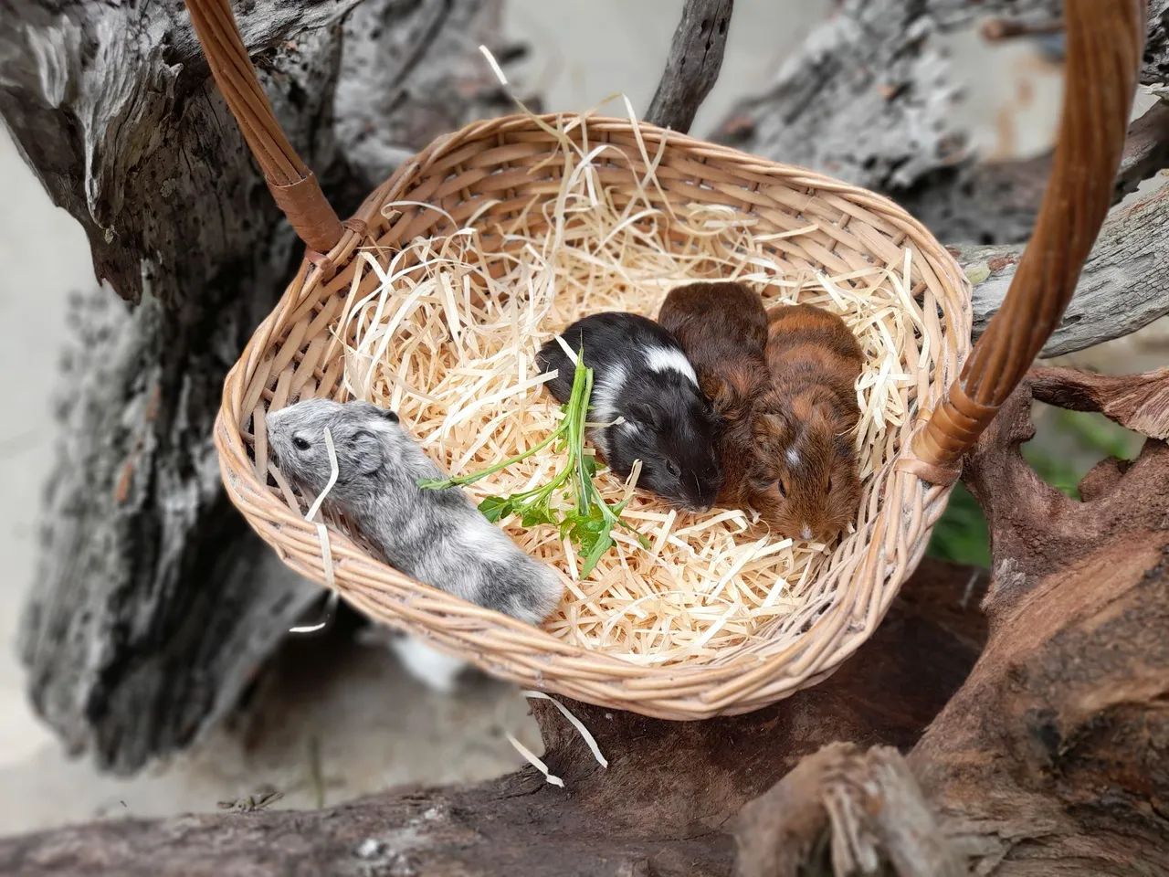 Filhotes de porquinhos da india  - Foto 6