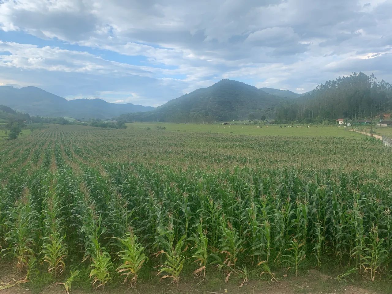 Silagem, silo de milho - Foto 2