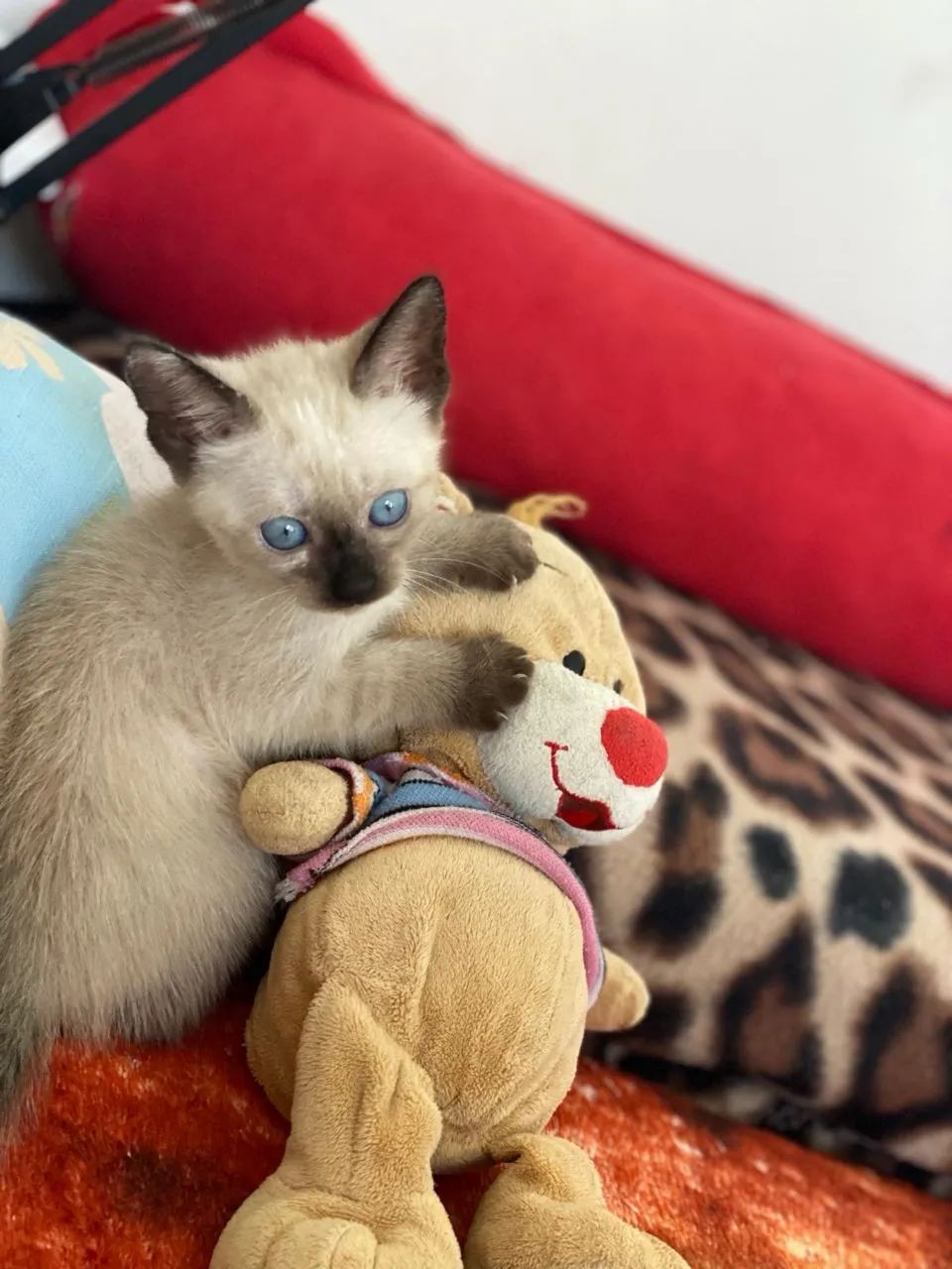 Gato siamês  - Foto 3