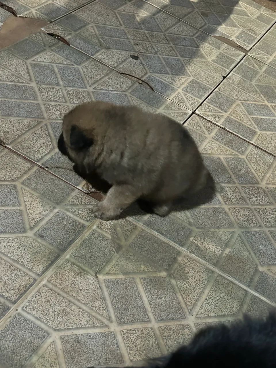 Chow chow  - Foto 5