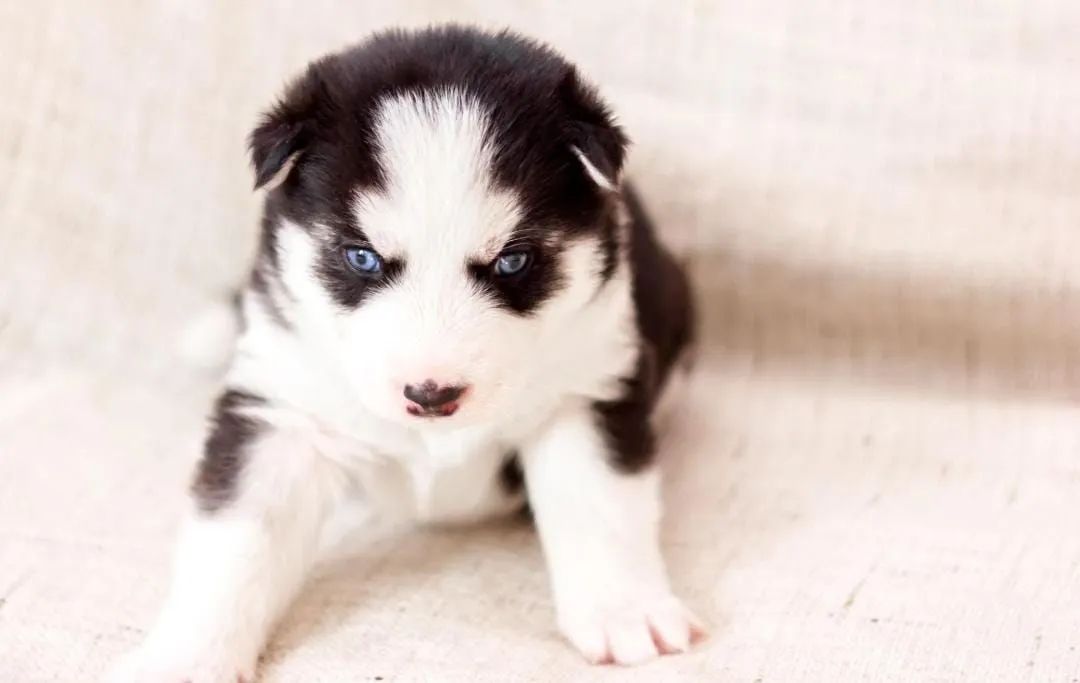 Husky siberiano 