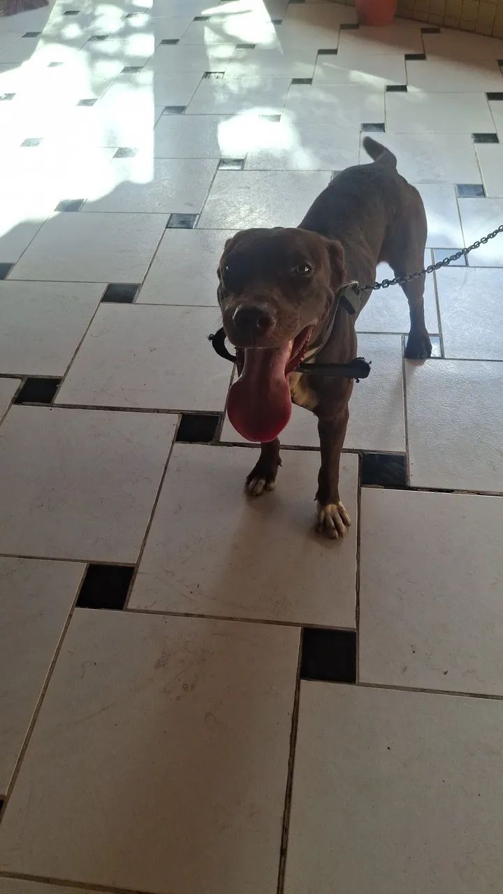 Vendo cachorro. - Foto 3