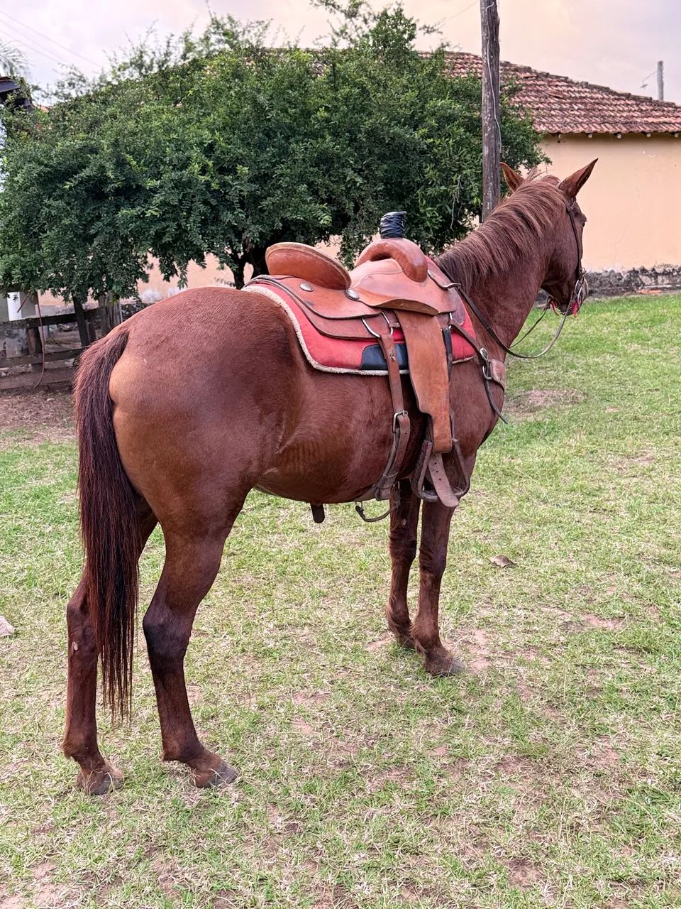 Vende - se Égua  - Foto 4