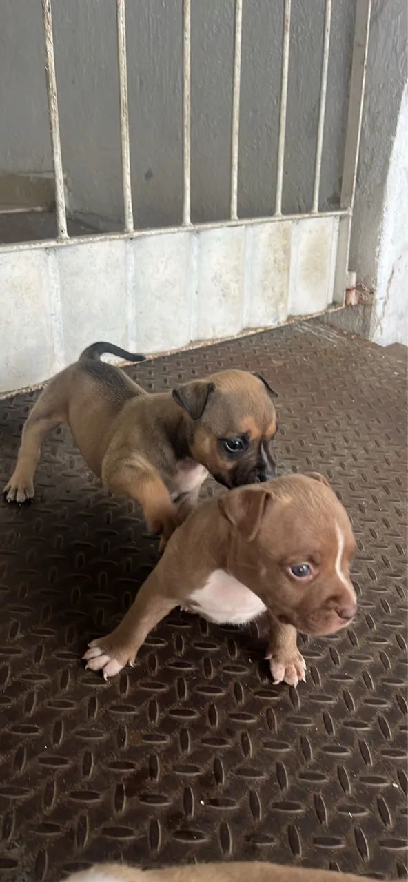 Filhotes de American Bully Pit monster - Foto 5