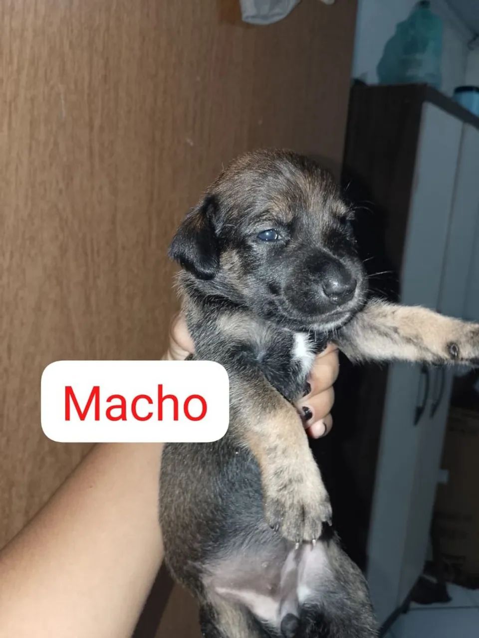 Doação de cachorro macho  - Foto 2