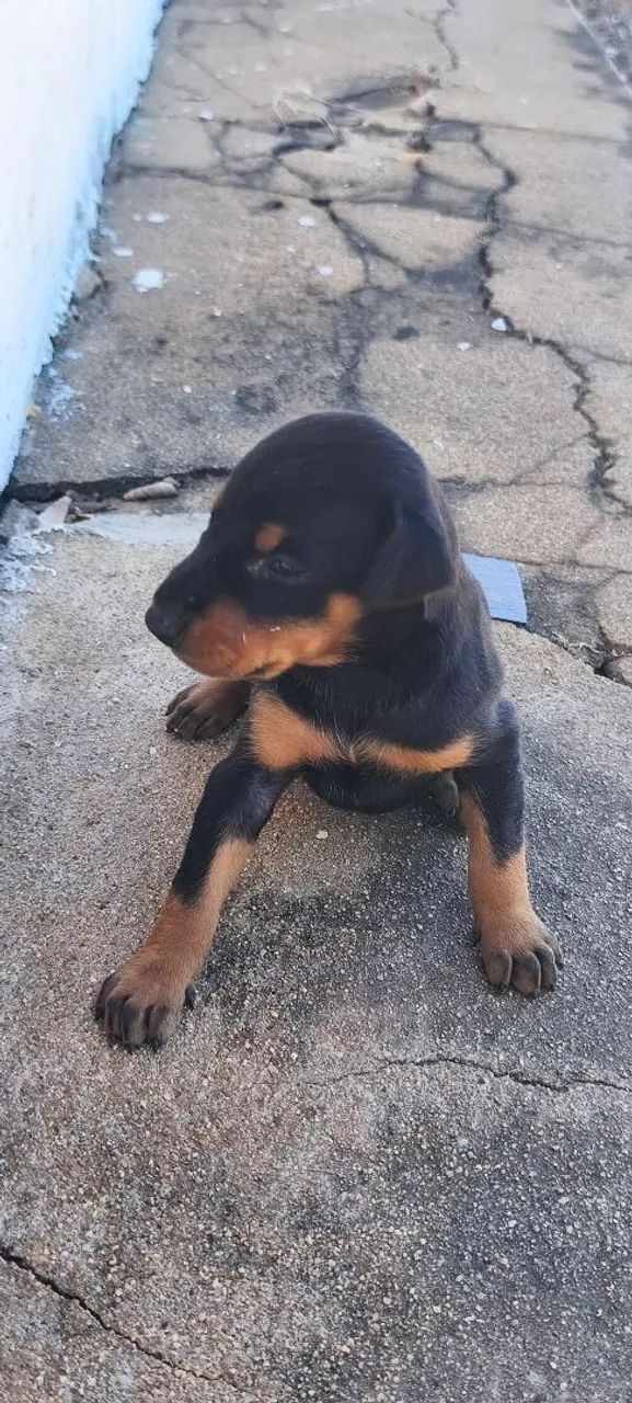 Filhotes de Doberman  - Foto 3