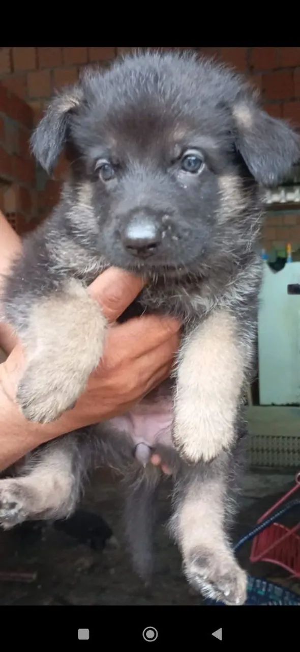 Lindas fêmeas de pastor alemão capa preta  - Foto 3