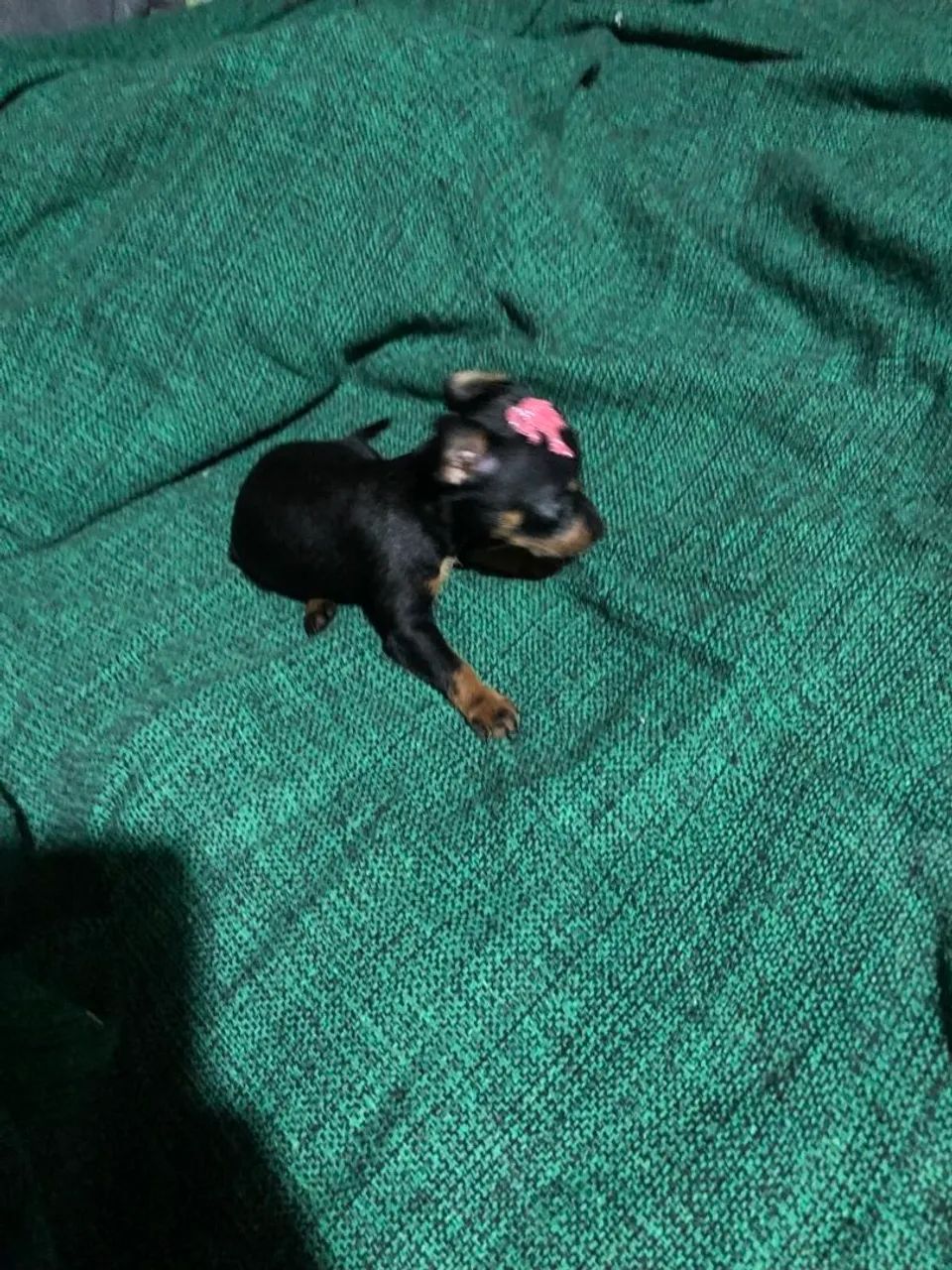 Pinscher 0. Fêmea  - Foto 3