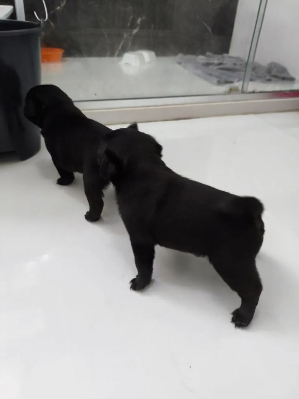Lindos filhotes de Pug  - Foto 2