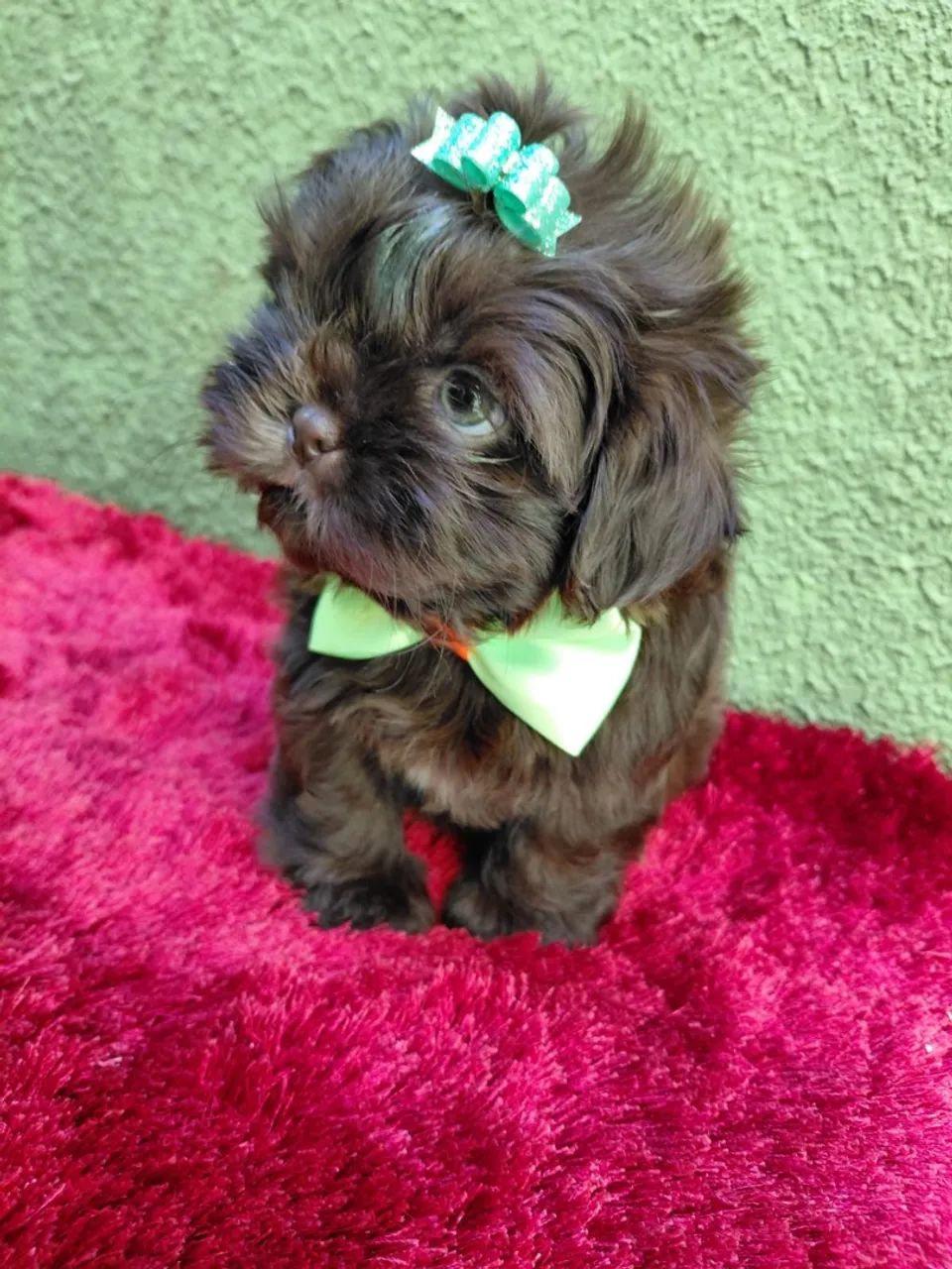 Filhote Shih-tzu macho  - Foto 2
