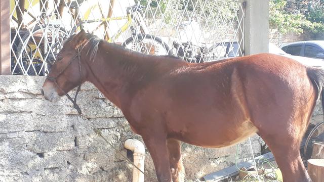 Cavalos crioulos - Foto 3