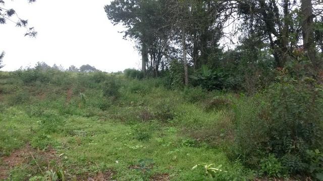 REF. 1230 - Linda Chácara com 21 mts Frente rodovia do xisto 4.865 M² - Serrinha - Foto 6
