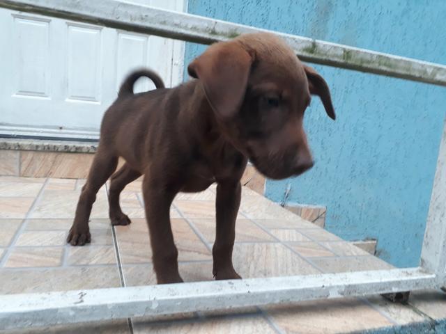 Labrador macho 250 último - Foto 2