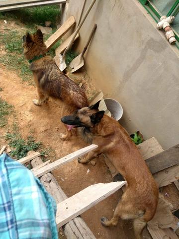 Vendo lindos filhotes de pastor alemão da rasa malinoar - Foto 3